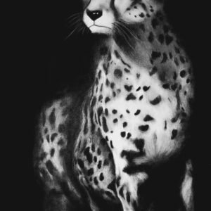 Cheetah