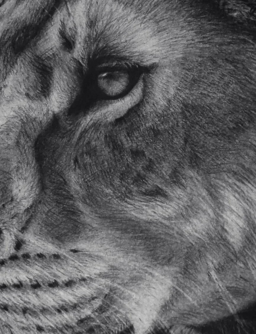 Lioness, climate art by Abhijeet Shrivastava (detail of charcoal and biochar texture)